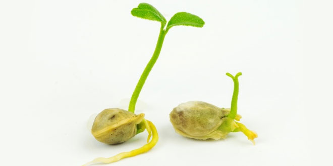 NCERT 5th Class (CBSE) Science: Germination