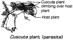 Cuscute Plant (Parasite)