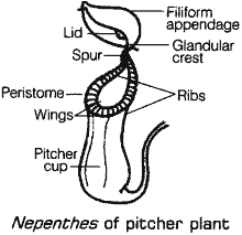 Nepenthes of pitcher plant