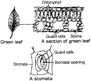 Products of Photosynthesis