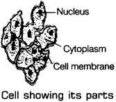 Cell and its parts