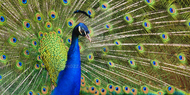 हमारा राष्ट्रीय पक्षी: मोर पर निबंध - Hindi Essay on National Bird Peacock