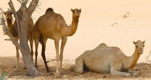ऊँट पर निबंध: Hindi Essay on Camel
