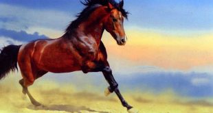 घोड़े पर निबंध Hindi Essay on Horse