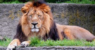 जंगल का राजा: शेर पर निबंध - Hindi Essay on Lion