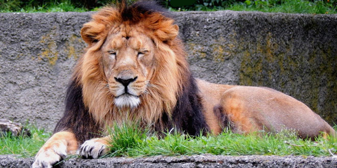 जंगल का राजा: शेर पर निबंध - Hindi Essay on Lion
