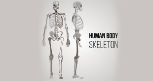 NCERT 5th Class (CBSE) Science: Skeletal System and Nervous System
