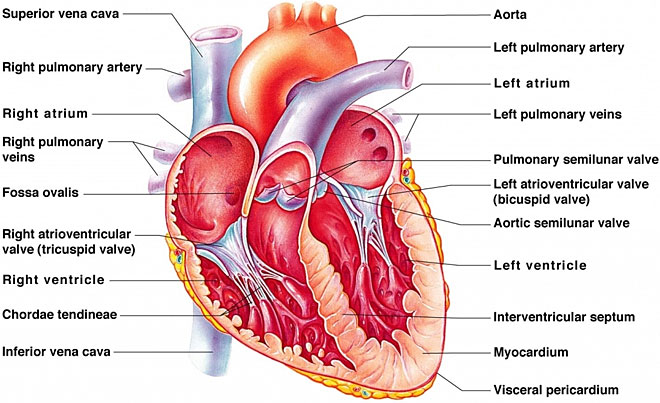 Internal structure of human heart