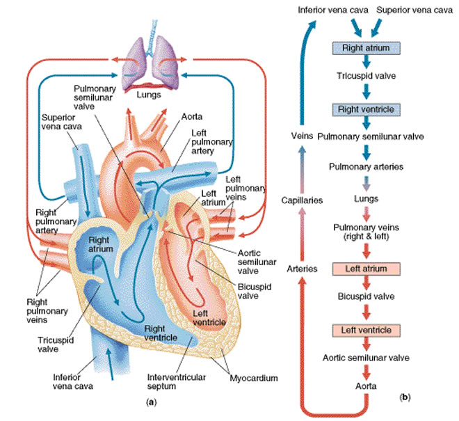 blood circulation in human body