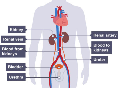 Human urinary system