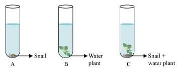 test-tube water level A B C