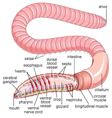 Movement in Earthworm