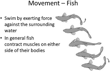 Movement in Fish