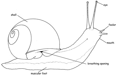 Movement in Snail