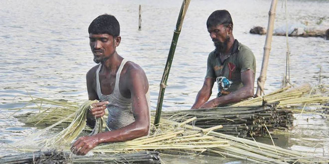Retting of jute