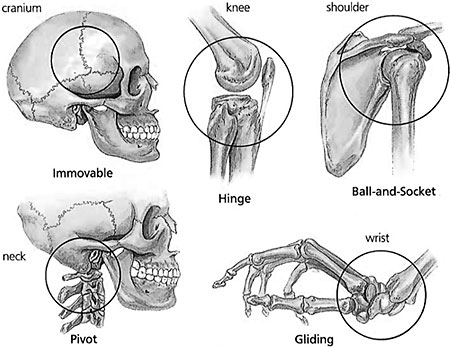 Types of joints in human body