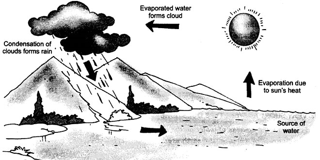 Water Cycle