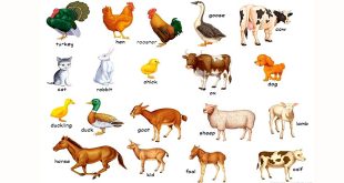 Domestic Animals