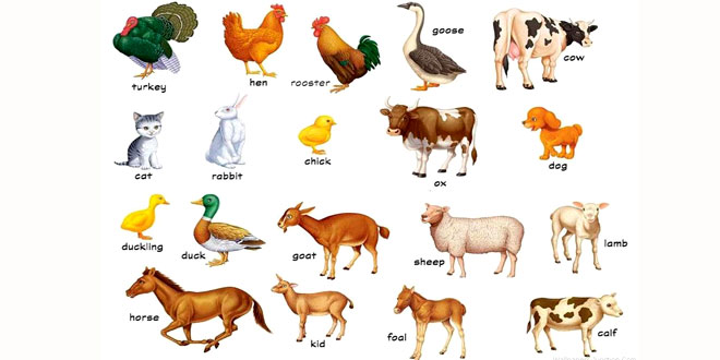 Domestic Animals