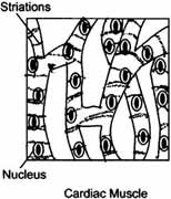 NCERT 9th Class (CBSE) Science: Tissues - Page 5 of 7 - Class Notes