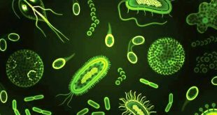 Diversity in Living Organisms