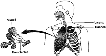 Bronchioles