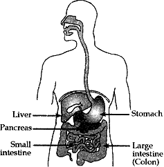 Human alimentary canal