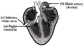 chamber of the heart