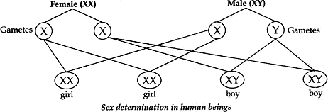 sex determination in human beings