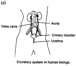 Excretory system in human beings