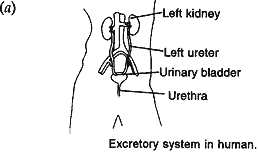 Excretory system in human