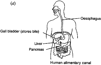 draw human alimentary canal