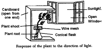 Phototropism