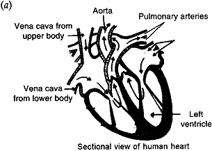 Sectional view of human heart