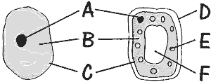 Stomata