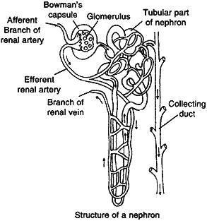 Structure of nephron