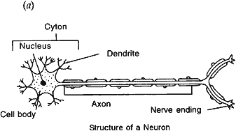 Structure of neuron