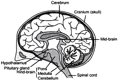 brain