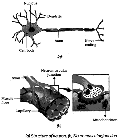 neuron and Neuronmuscular junction