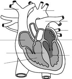 Transportation in Animals and Plants: 7 NCERT Science 11 - Class Notes