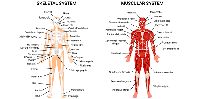 Human Muscular Skeletal Systems