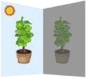 Plants kept in light and dark conditions