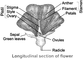 Labelled diagram of the longitudinal section of a flower