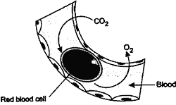 10 Class General Science 1st Term Exam 2023-24: N. K. Bagrodia - Question 09