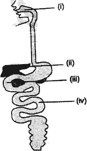 10 Class General Science 1st Term Exam 2023-24: N. K. Bagrodia - Question 11